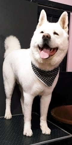 Perro raza akita americano blanco en Maroma Peluquería Canina