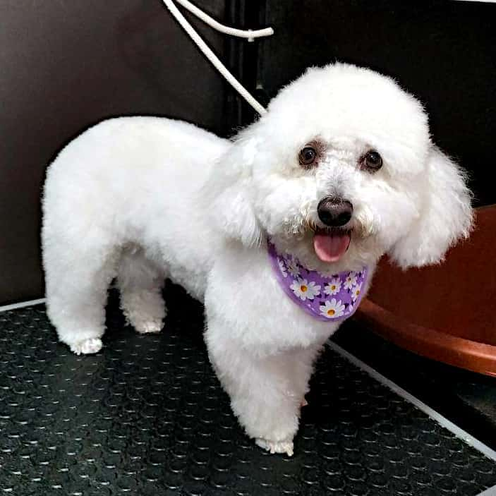 Perro raza bichón maltés sentado posando en Maroma Peluquería Canina