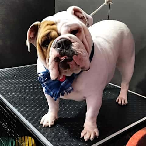 Perro raza bulldog posando en Maroma Peluquería Canina