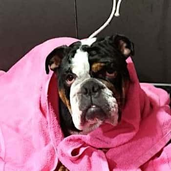 Perro raza bulldog enredado en toalla posando en Maroma Peluquería Canina