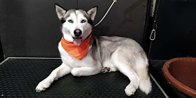 Perro raza husky blanco con gris sentado en Maroma Peluquería Canina