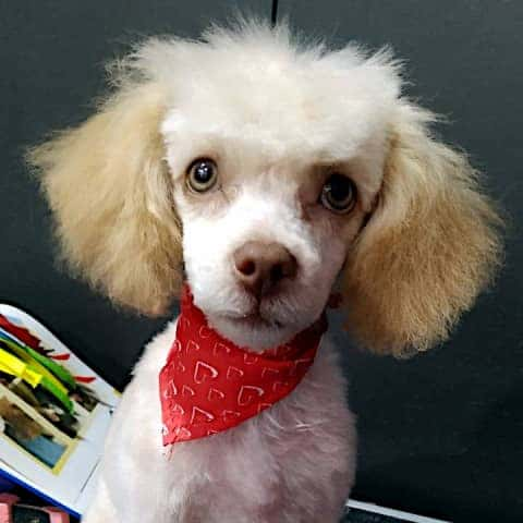 Perro de carita bonita sentado posando en Maroma Peluquería Canina