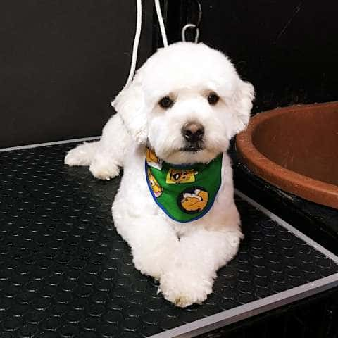 Perro raza maltés posando en Maroma Peluquería Canina