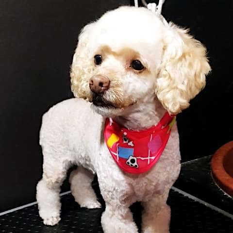 Perro raza mix con paliacate sentado posando en Maroma Peluquería Canina